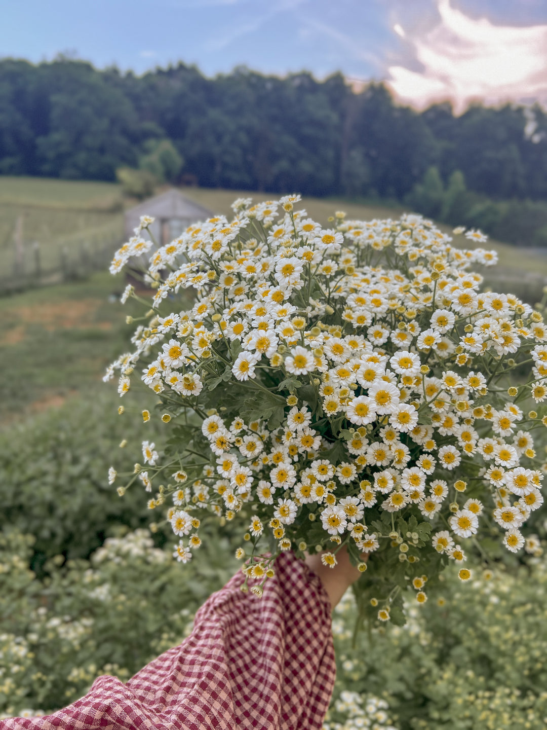 Plant these flowers in zone 7 in the fall for early spring blooms!